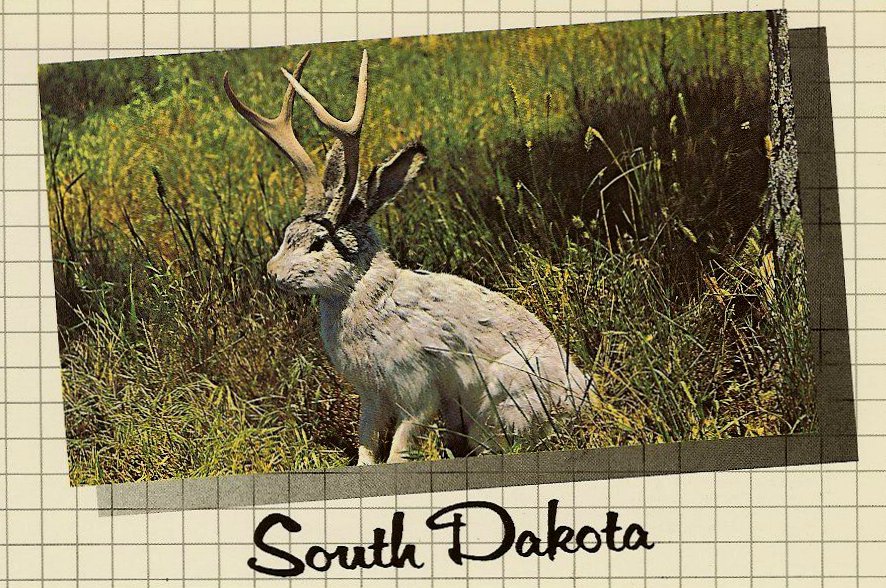 The Fabulous JACKALOPE of North America Jackalopes are the rarest